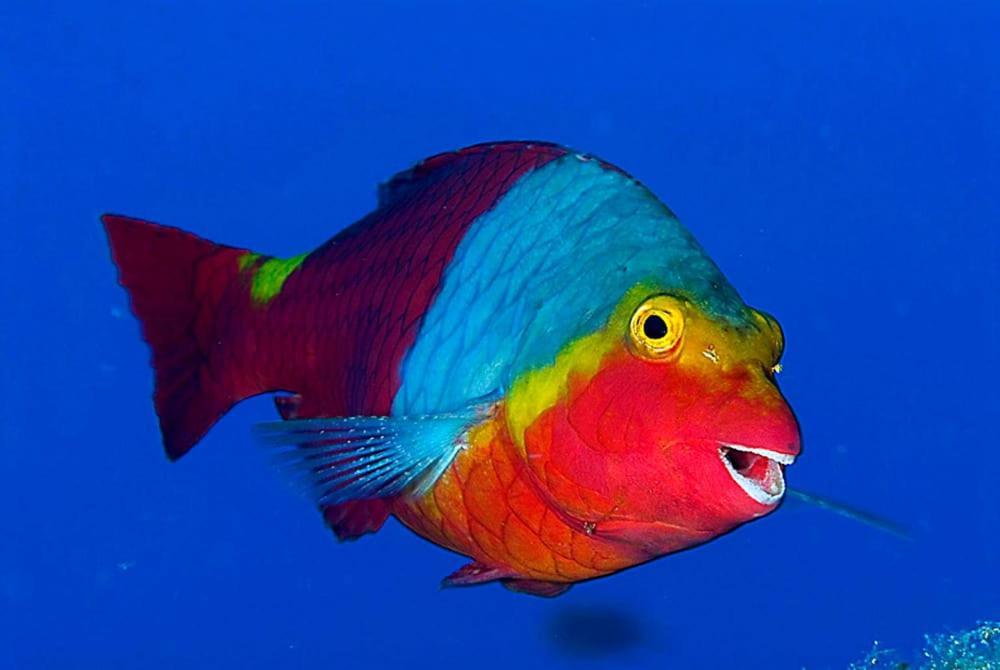 Acquario Dei Fralle Oristano Luaran gambar